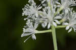 White baneberry <BR>Doll's eyes